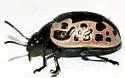Calligrapha diversa - photo 2