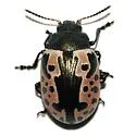 Calligrapha diversa - photo 3
