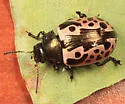 Calligrapha diversa - photo 4