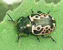 Calligrapha diversa - photo 5