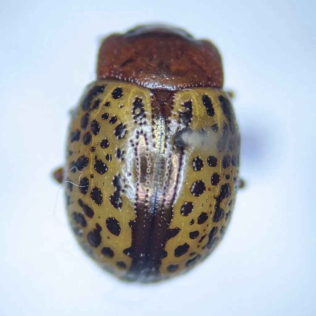 Calligrapha estriata - photo 2