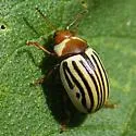Sunflower Beetle - Calligrapha exclamationis
