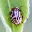 Sunflower Beetle - photo 2