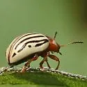 Sunflower Beetle - photo 3