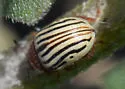 Sunflower Beetle - photo 4