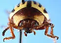 Sunflower Beetle - photo 5