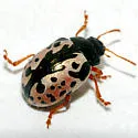 Calligrapha floridana - photo 2