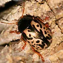 Calligrapha floridana - photo 3