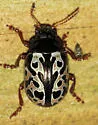 Calligrapha floridana - photo 4