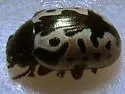 Calligrapha floridana - photo 5