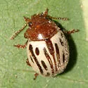Calligrapha heterothecae - Calligrapha heterothecae