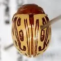 Calligrapha heterothecae - photo 2