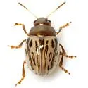 Calligrapha heterothecae - photo 3