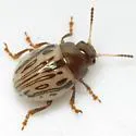 Calligrapha heterothecae - photo 4