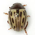 Calligrapha heterothecae - photo 5