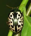 Calligrapha ignota - photo 2