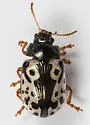Calligrapha ignota - photo 3
