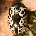Calligrapha ignota - photo 4