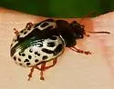 Calligrapha ignota - photo 5
