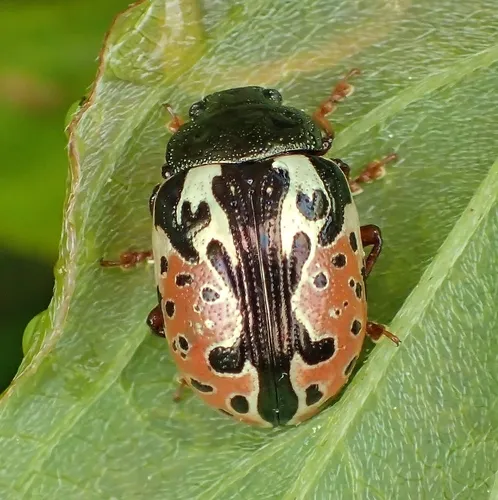 Calligrapha knabi - Calligrapha knabi
