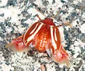 Moon-marked Leaf Beetle - photo 2