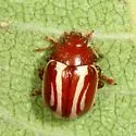 Moon-marked Leaf Beetle - photo 3