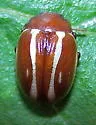 Moon-marked Leaf Beetle - photo 4