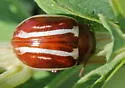 Moon-marked Leaf Beetle - photo 5