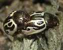 Calligrapha malvae - Calligrapha malvae