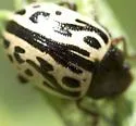 Calligrapha malvae - photo 2