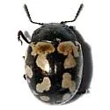 Calligrapha multiguttata - Calligrapha multiguttata