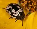 Calligrapha multiguttata - photo 2