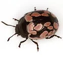 Calligrapha multiguttata - photo 3