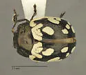Calligrapha multiguttata - photo 4