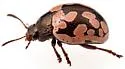Calligrapha multiguttata - photo 5
