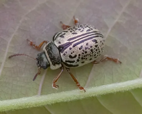 Common Willow Calligrapha - Calligrapha multipunctata