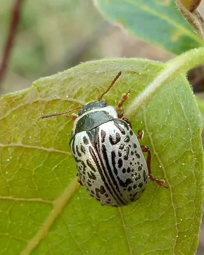 Common Willow Calligrapha - photo 3
