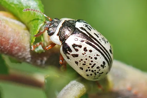 Common Willow Calligrapha - photo 5