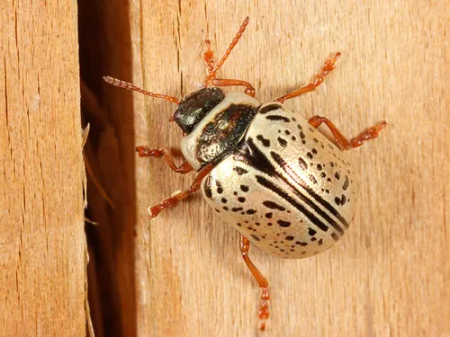 Common Willow Calligrapha - photo 6