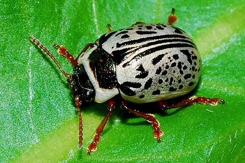 Common Willow Calligrapha - photo 7