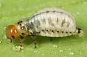 Calligrapha ostryae - photo 2