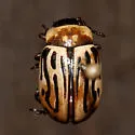 Calligrapha pallida - photo 2