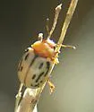 Calligrapha pallida - photo 3