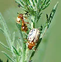 Calligrapha pallida - photo 4