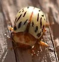 Calligrapha pallida - photo 5