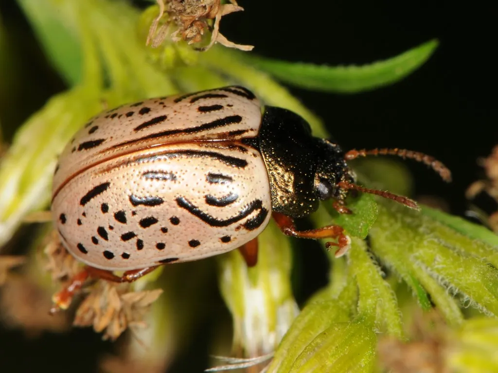 Dogwood Calligrapha - photo 2