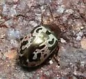 Calligrapha piceicollis