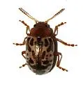 Calligrapha piceicollis - photo 2