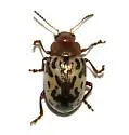 Calligrapha piceicollis - photo 3