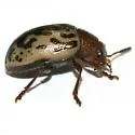 Calligrapha piceicollis - photo 4